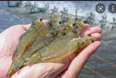 tea saponin in shrimp culture