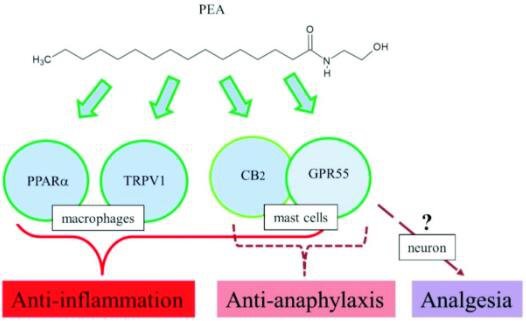 PEA anti-inflammatory and analgesic
