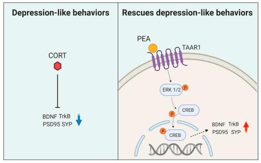 PEA reduce depression